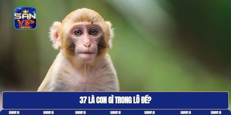 37 là con gì