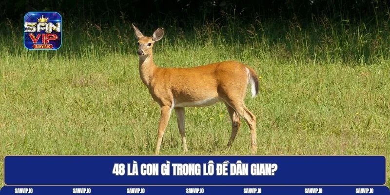 48 là con gì
