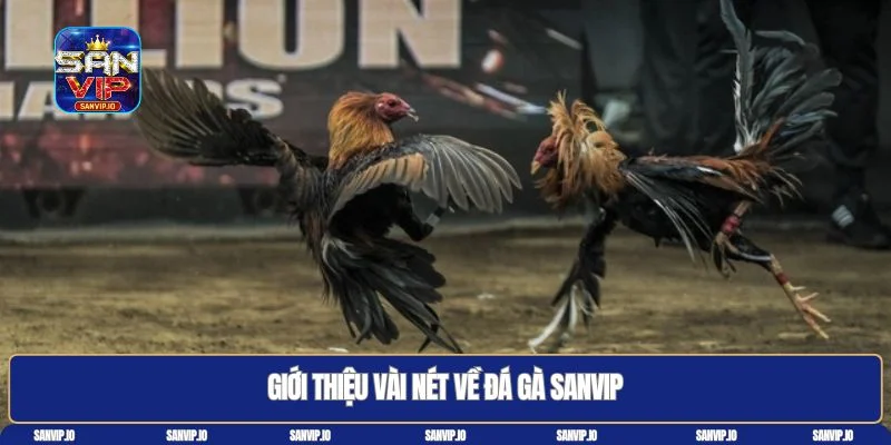 Đá gà Sanvip