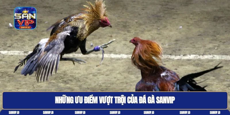 Đá gà Sanvip