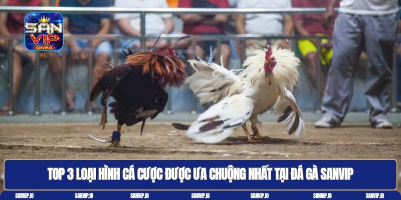 Đá gà Sanvip